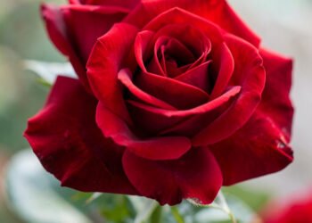 Rosas clásicas - Fotos e Imágenes de Flores