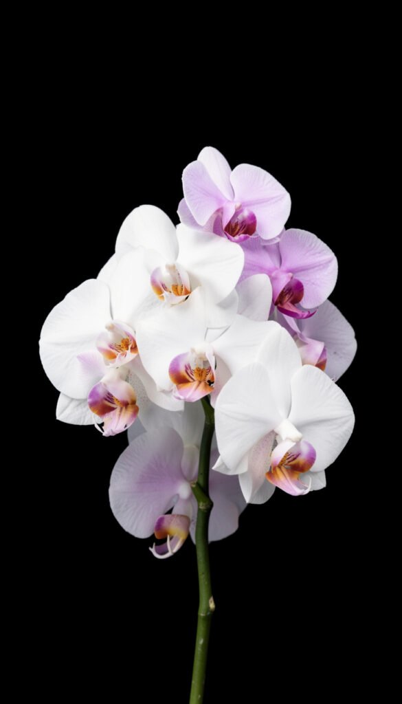 Orquídeas exóticas - Fotos e Imágenes de Flores