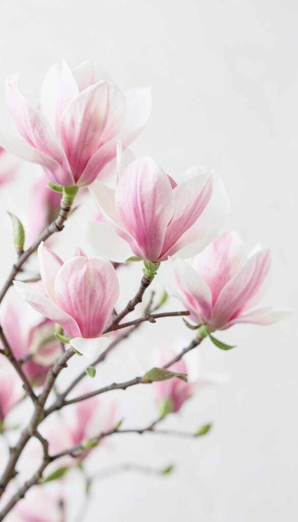Magnolias Elegantes - flores hermosas y coloridas