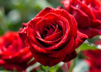 Rosas clásicas en primer plano - Imágenes de Flores para Estados