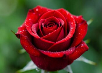 Rosa en primer plano - Imágenes de flores naturales 4K