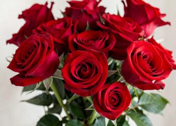 Ramo de Rosas Rojas - Flores para Enviar por WhatsApp