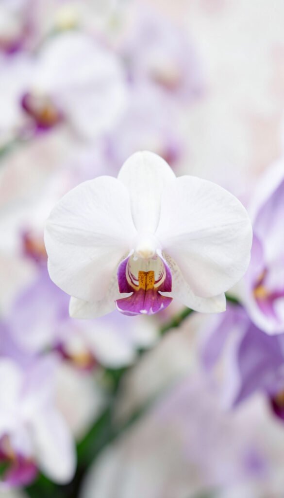 Orquídeas Elegantes - flores lindas y románticas