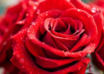 Rosas Rojas en Primer Plano - Galería de Imágenes de Flores