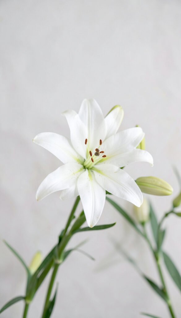 Lirios Blancos Elegantes - Imágenes de Flores para Enviar