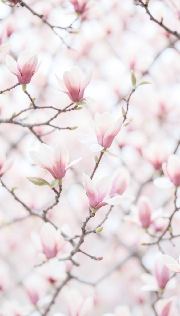 Magnolias en Flor - Imágenes de Flores para Enviar
