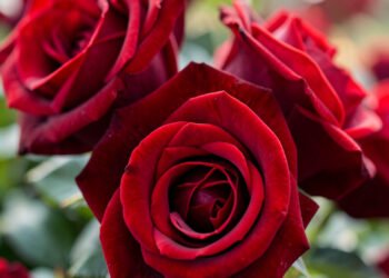 Rosas Rojas Clásicas - imágenes de flores románticas