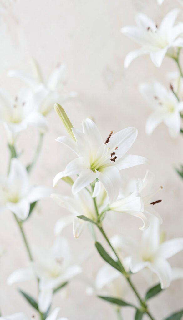Lirios Blancos Minimalistas - imágenes de flores hermosas