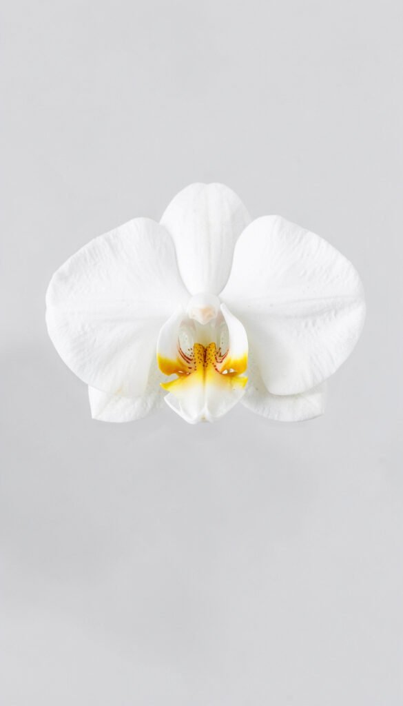 Orquídea Blanca Minimalista - Las Mejores Imágenes de Flores