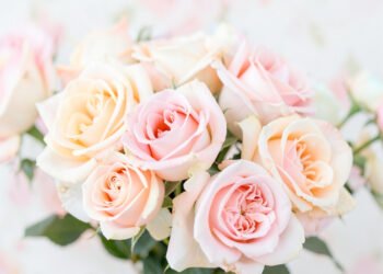 Rosas Pastel Delicadas - Flores Bonitas para Perfil y