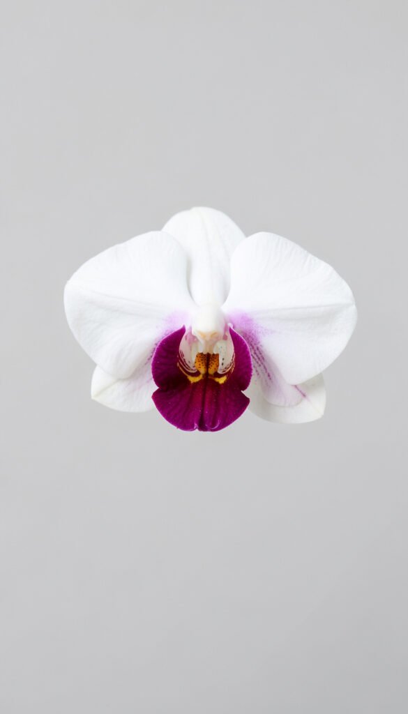 Orquídeas Minimalistas - Imágenes de Flores para WhatsApp
