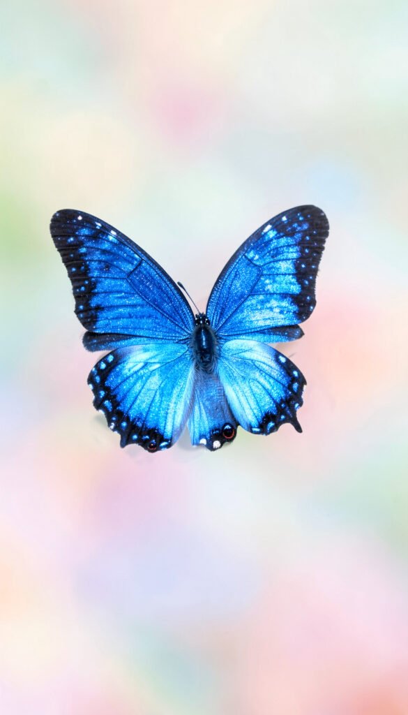 Mariposa Azul Sobre Fondo Difuminado - mariposas de colores alta calidad
