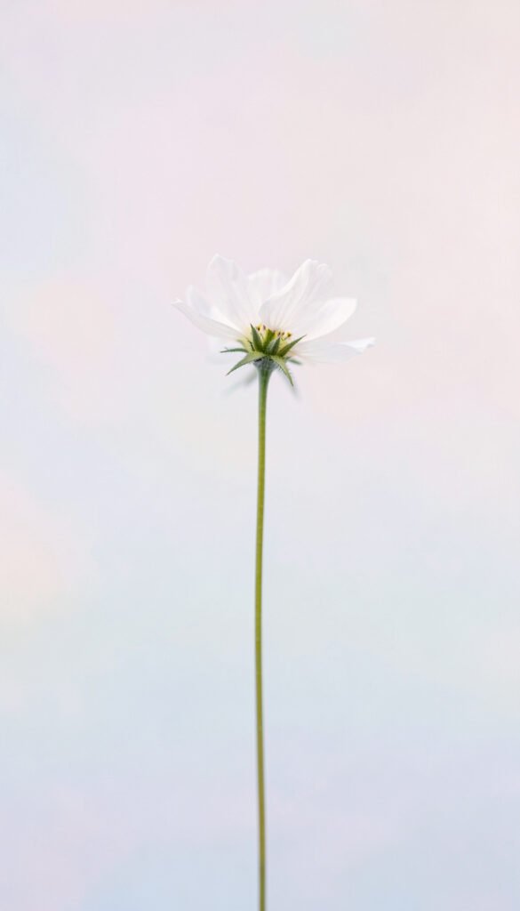 Flor Sencilla en Fondo Pastel - Imágenes Minimalistas para Celular y