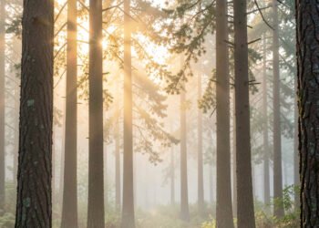 Bosque Místico al Amanecer - fotos naturaleza profesional HD