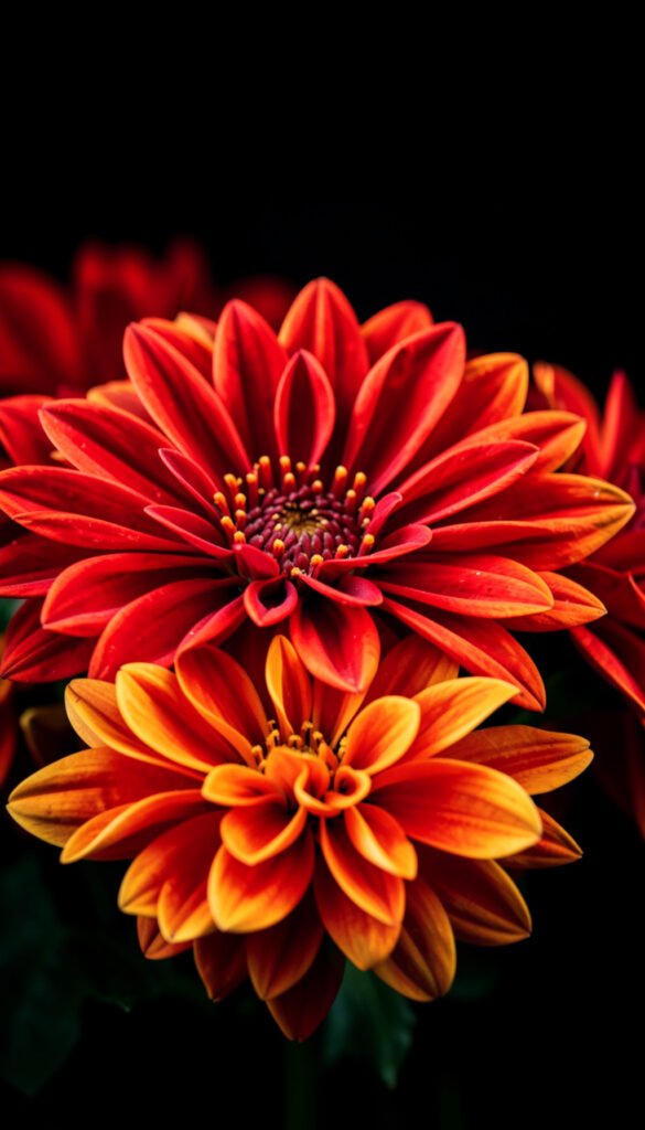Dalias Vibrantes - Imágenes de Flores Hermosas para